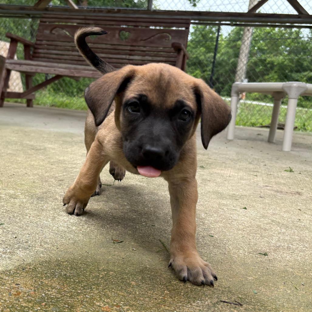 Enlarge Donatello, a Adoptable mixed breed in Cabot, AR image 4/4