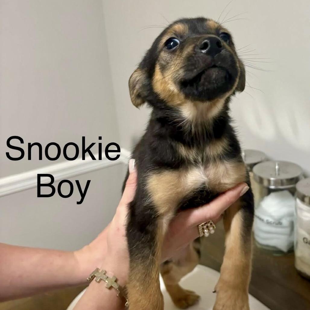 Enlarge Snookie, a Adoptable Mixed Breed in Opelika, AL image 2/2