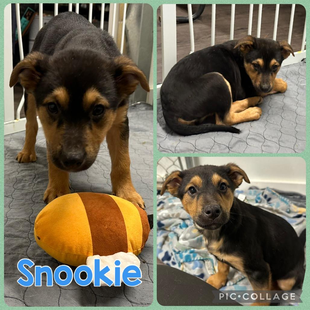 Enlarge Snookie, a Adoptable Mixed Breed in Opelika, AL image 1/2