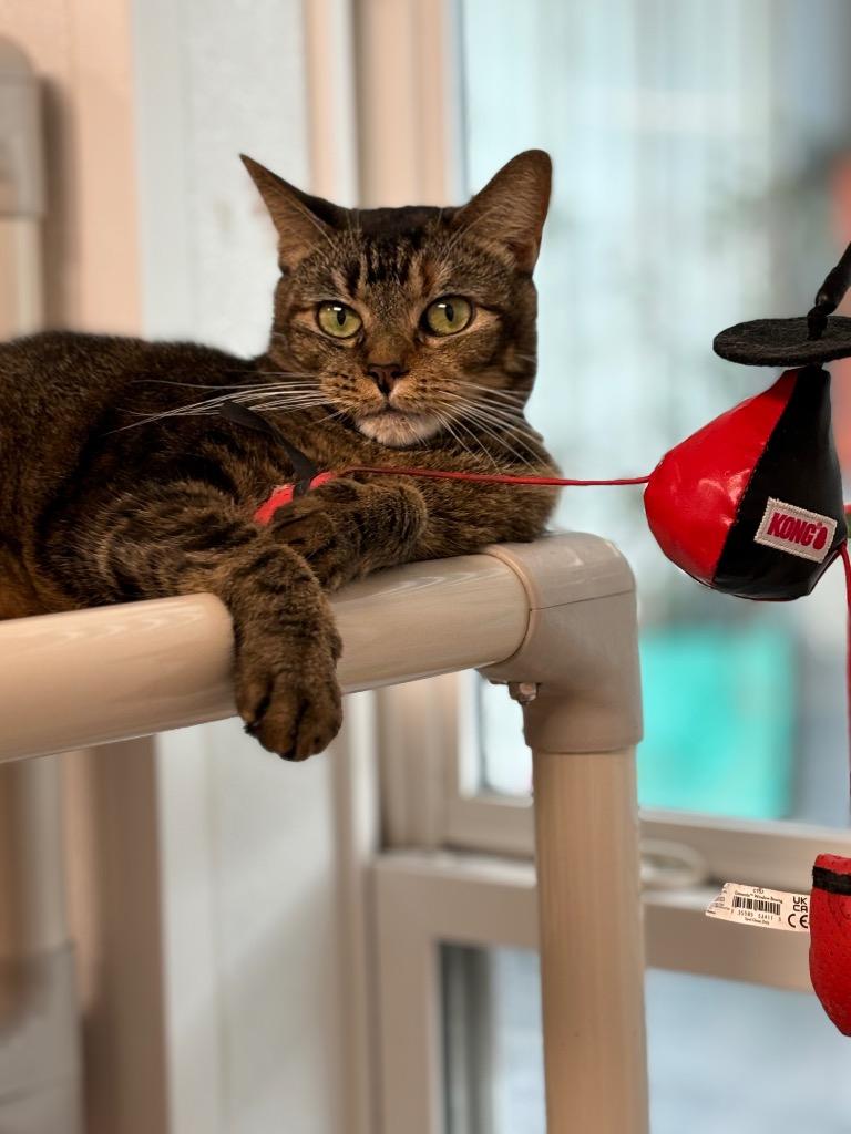 Enlarge Sketch, a Adoptable mixed breed in Corpus Christi, TX image 2/4