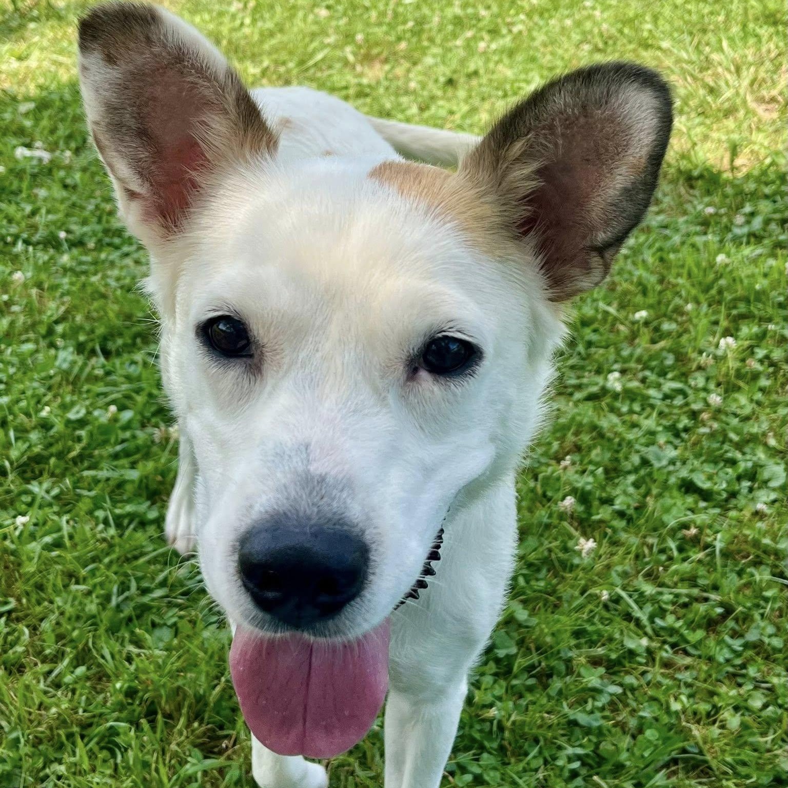 Meredith Grey, Adult Female Mixed Breed
