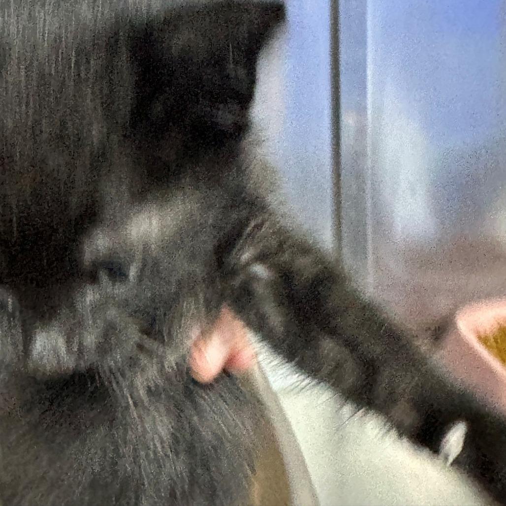 Enlarge Orzo, a Adoptable Domestic Long Hair in Coos Bay, OR image 1/1