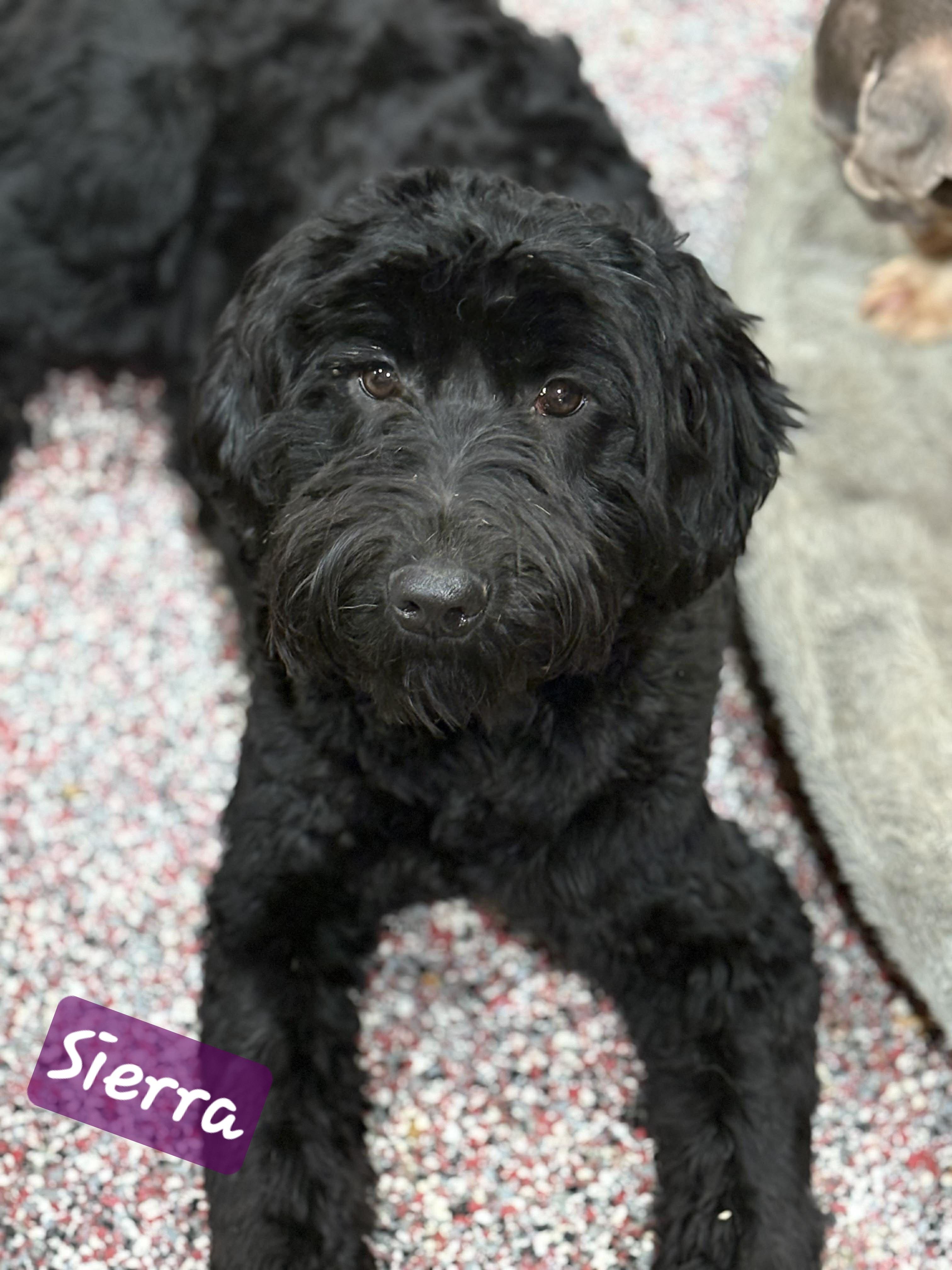 Enlarge Sierra, an adopted Portuguese Water Dog in Wheelersburg, OH image 2/2