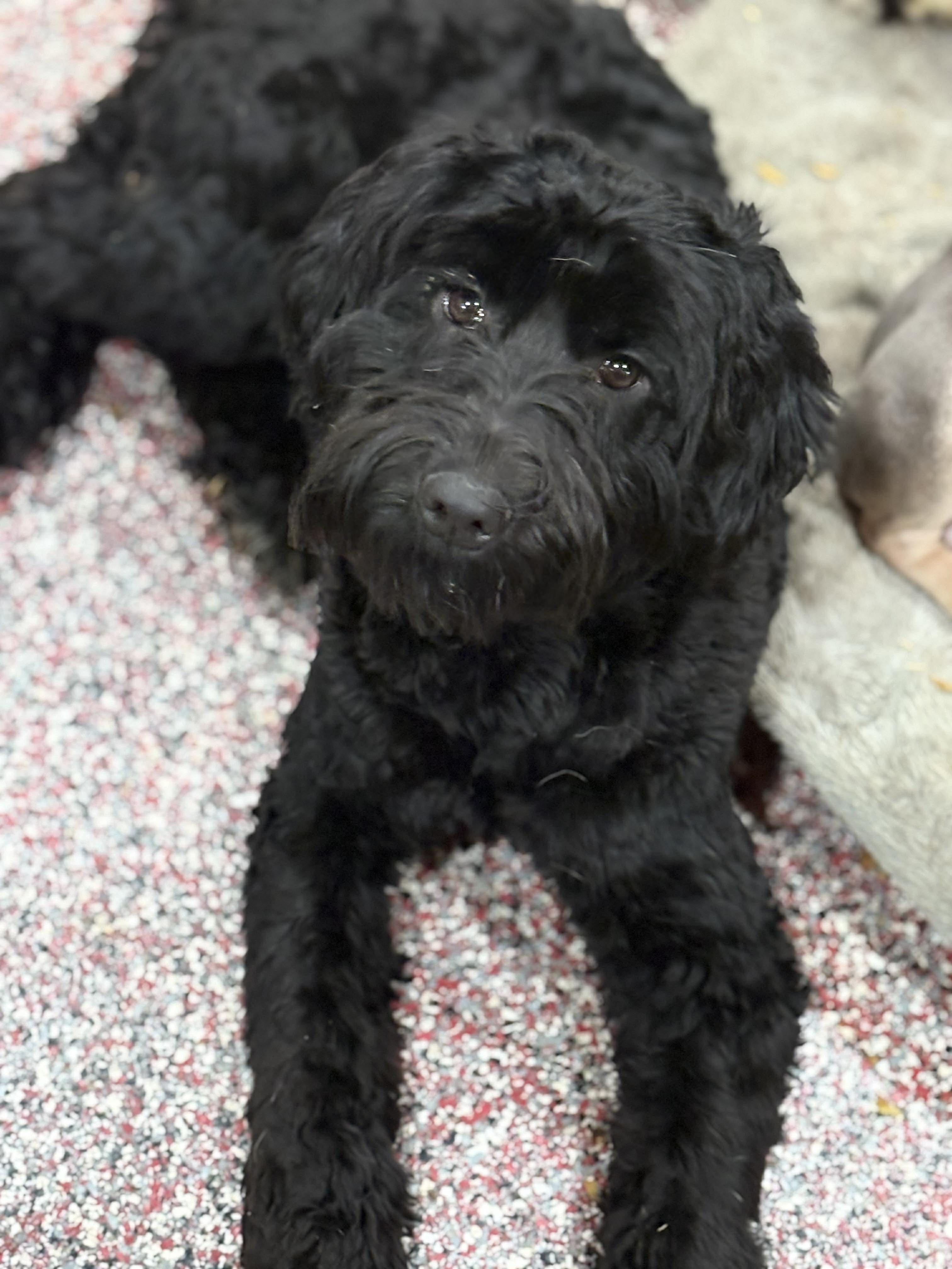 Sierra, adopted, Young Female Portuguese Water Dog.