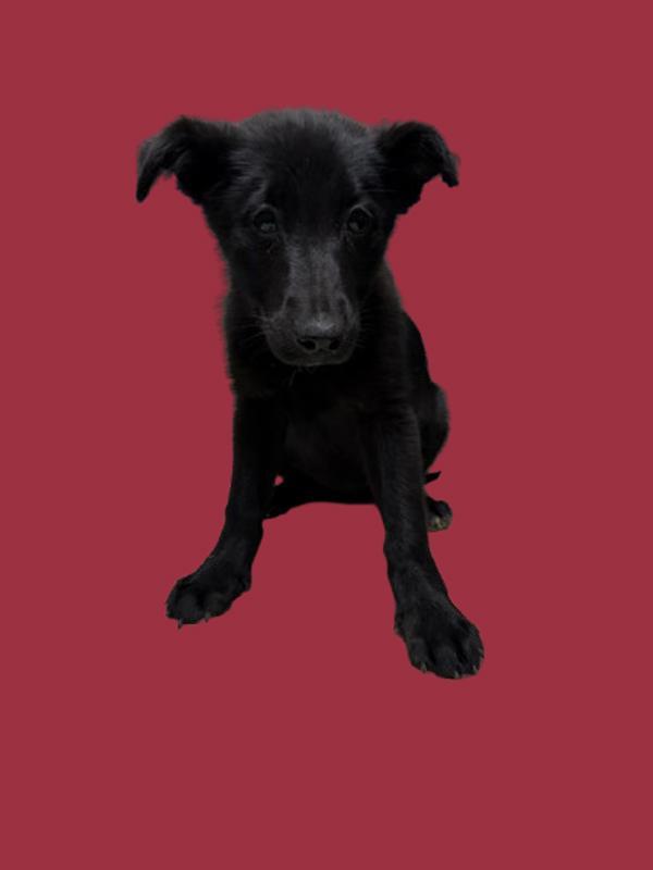 Enlarge Jerry, a Adoptable mixed breed in Hollister, CA image 1/1