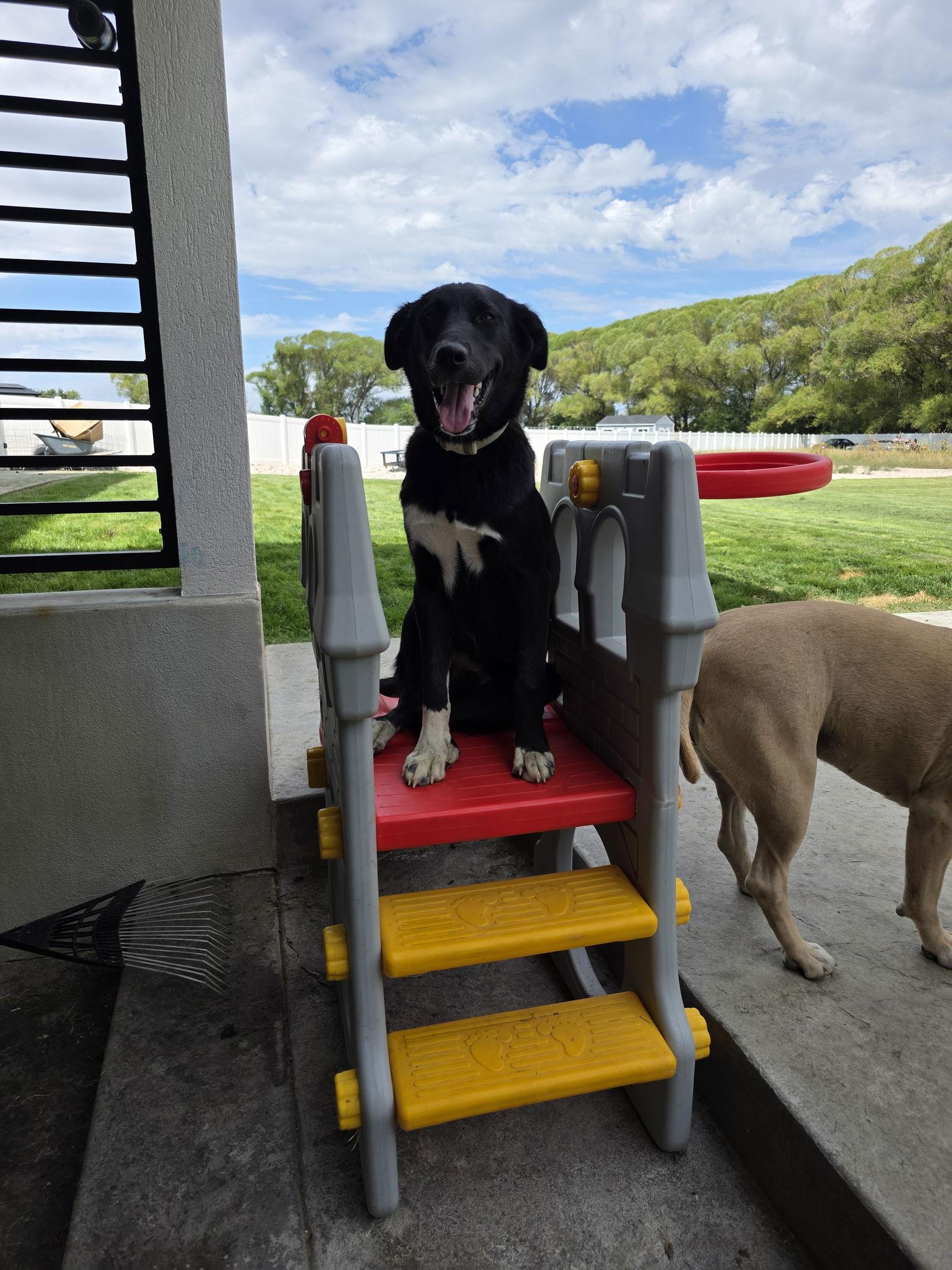 Bogey, a Adoptable Husky in Midway, UT image 1/3