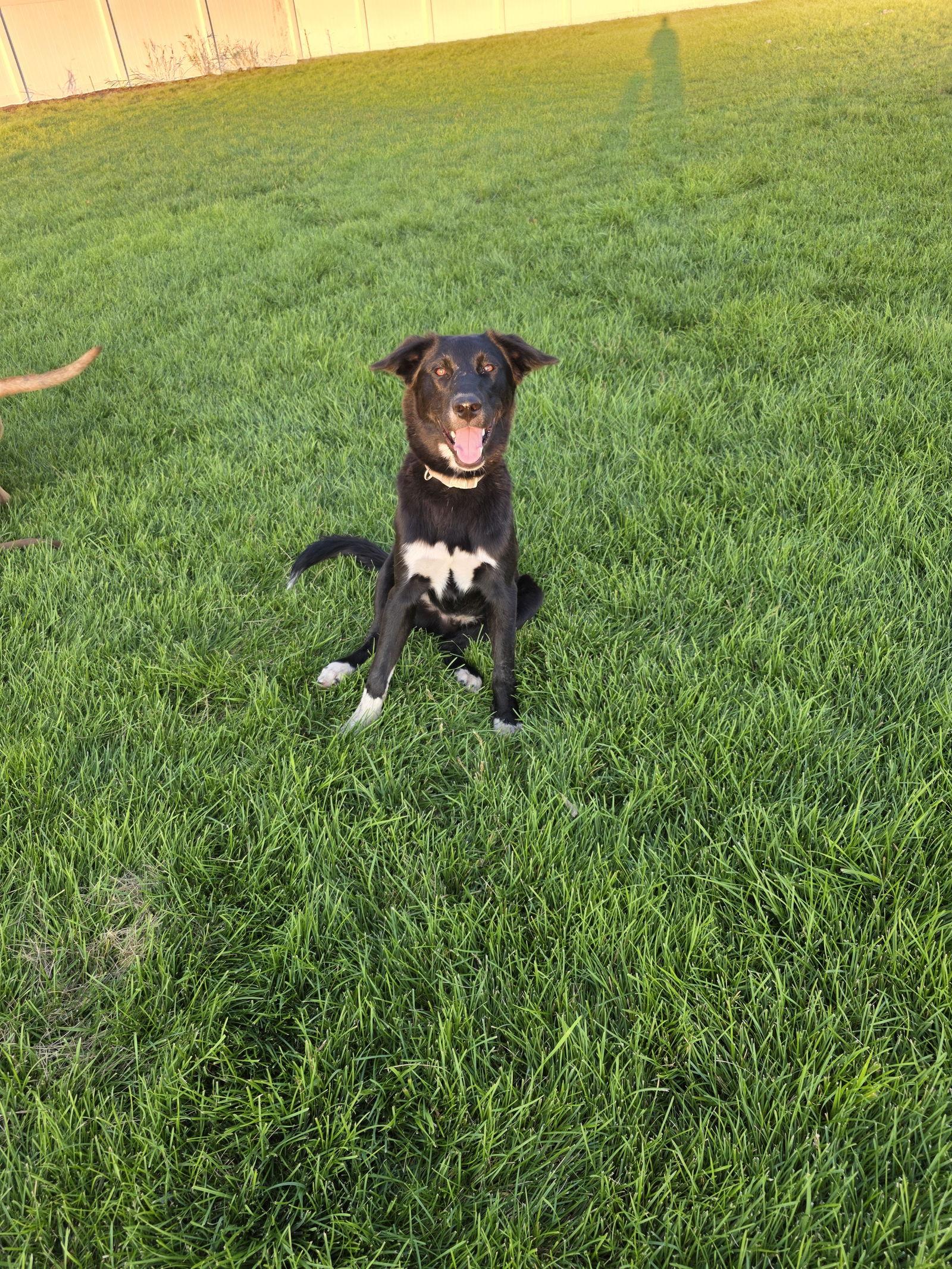 Bogey, a Adoptable Husky in Midway, UT image 2/3