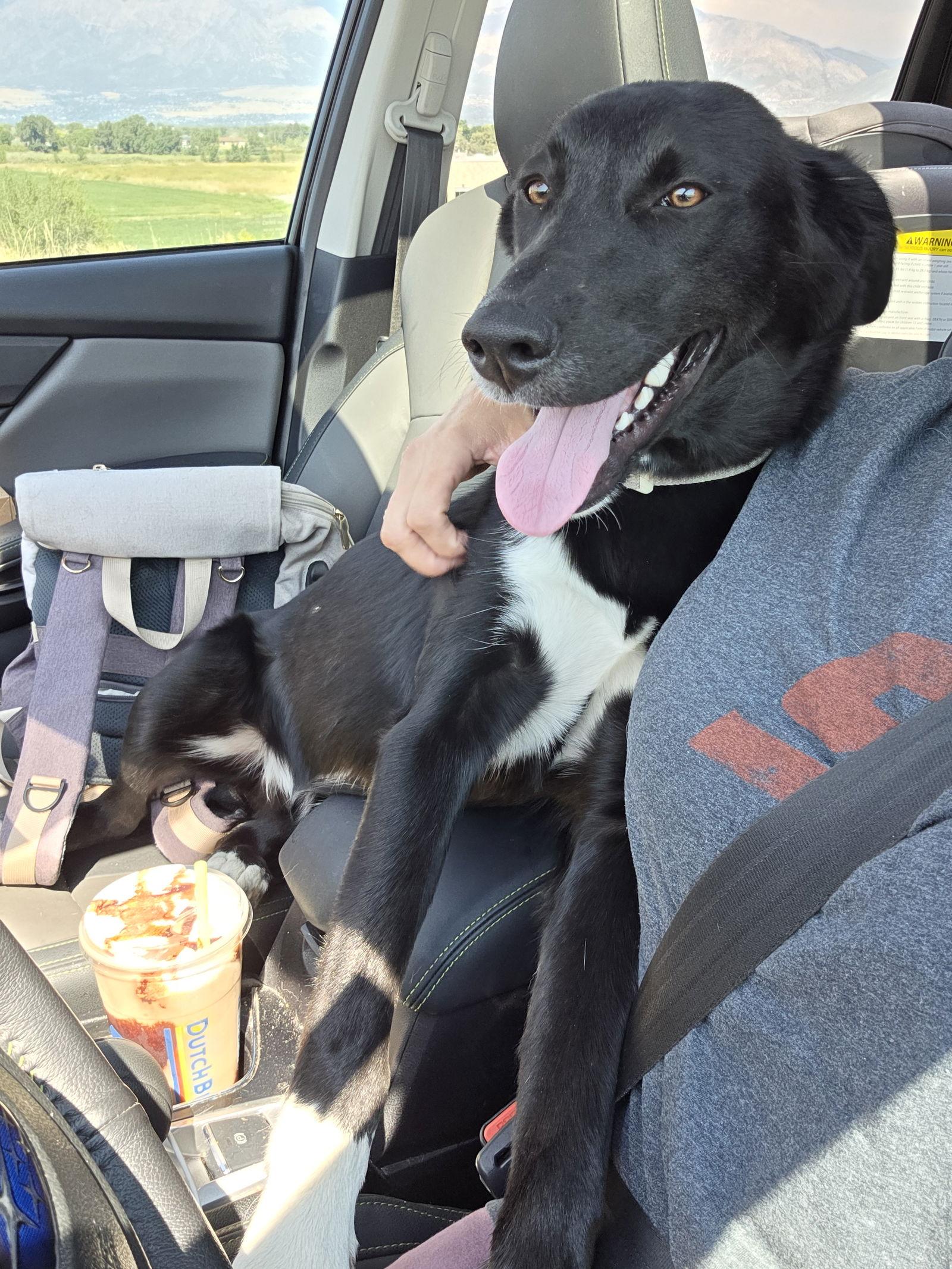 Bogey, a Adoptable Husky in Midway, UT image 3/3
