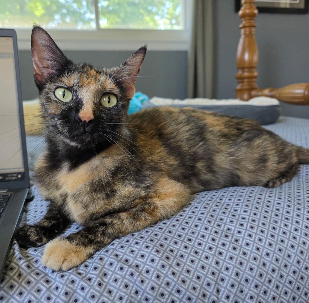 4/19/26 Momma Mango, Adoptable, Young Female Domestic Short Hair.