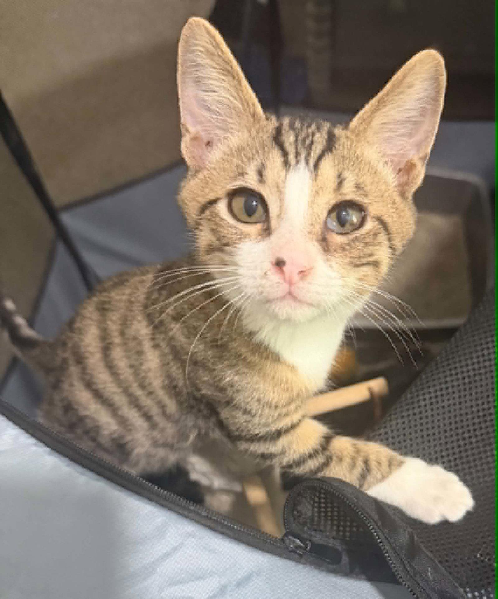 Enlarge Oliver, a Adoptable Domestic Short Hair in Charleston, SC image 1/3