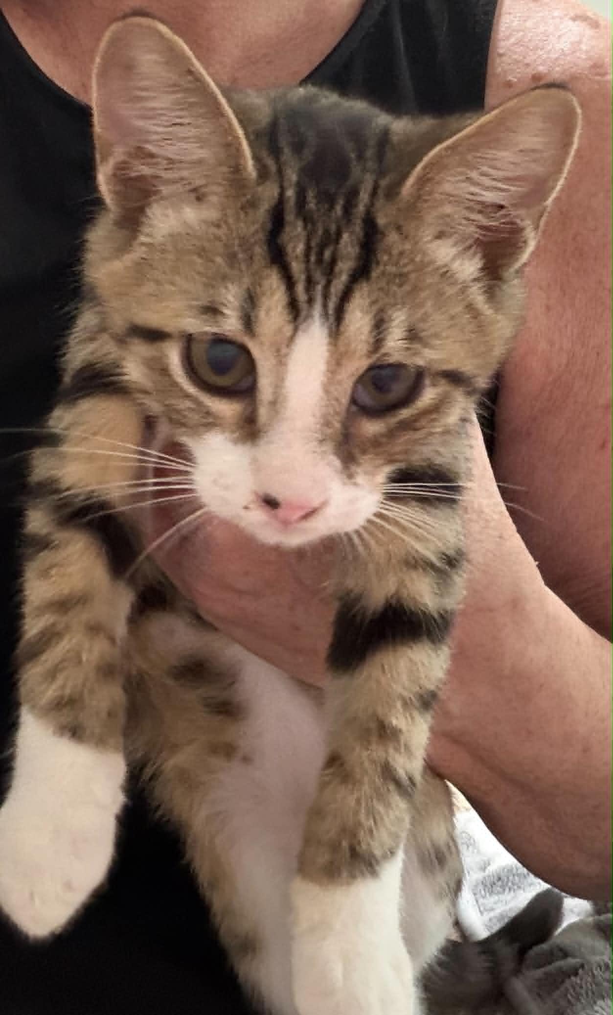 Enlarge Oliver, a Adoptable Domestic Short Hair in Charleston, SC image 2/3