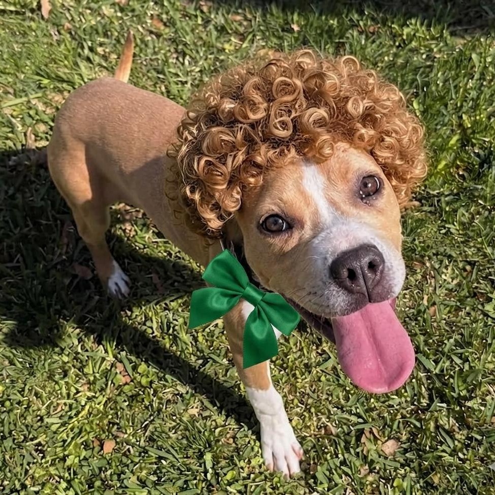 Enlarge Doodle, an adopted mixed breed in Helena, AL image 3/5