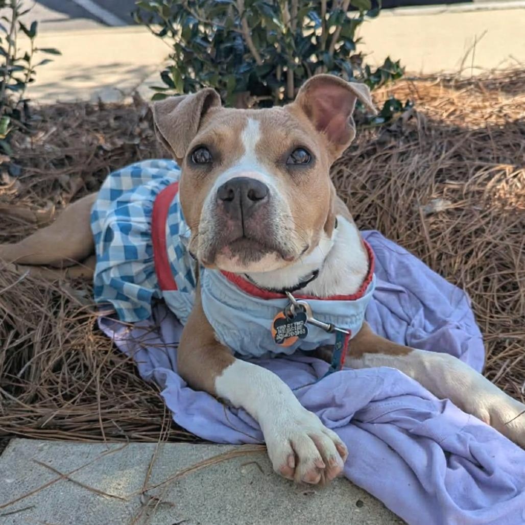 Enlarge Doodle, an adopted mixed breed in Helena, AL image 2/5