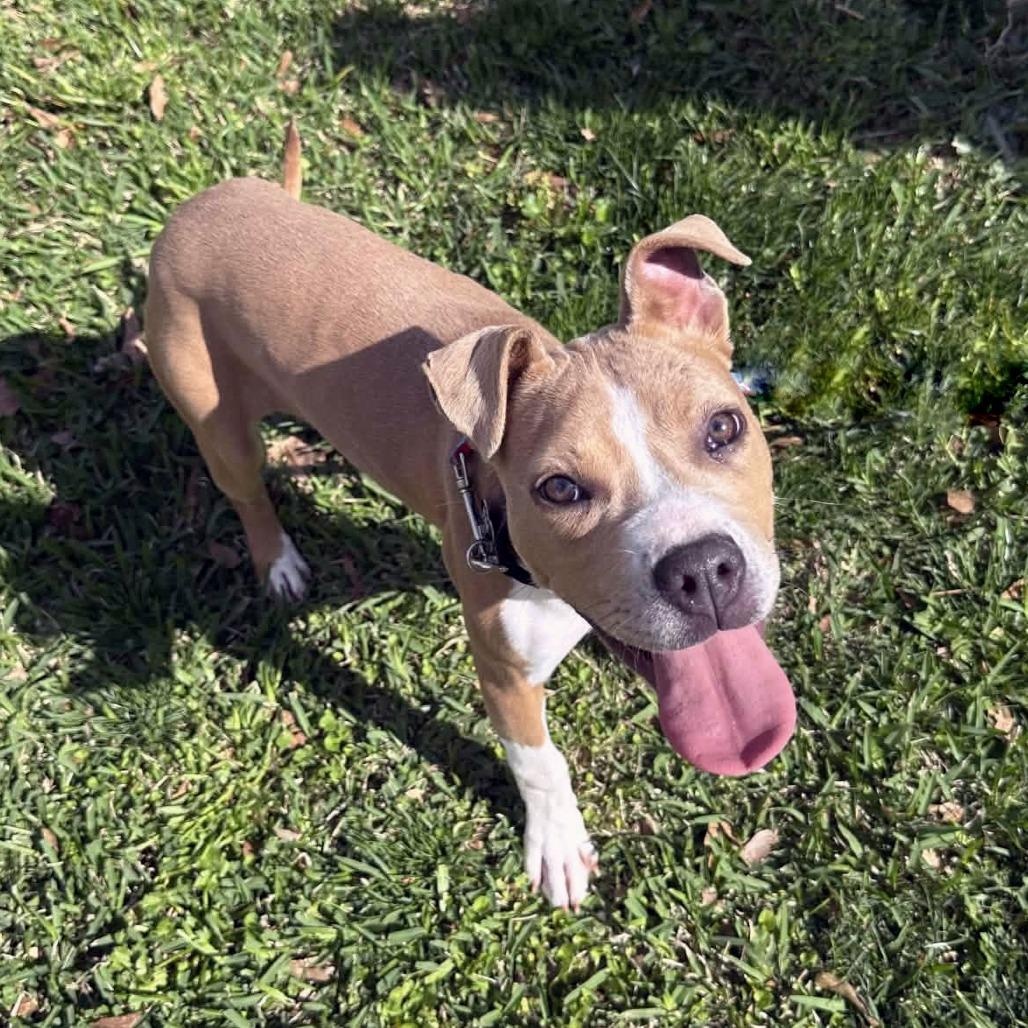 Enlarge Doodle, an adopted mixed breed in Helena, AL image 5/5