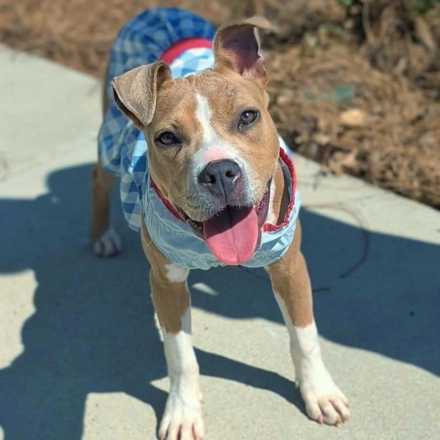 Doodle, adopted, Puppy Female Boxer & Terrier.