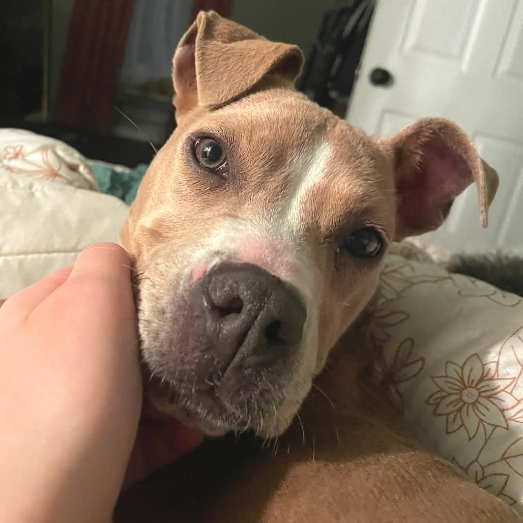 Enlarge Doodle, an adopted mixed breed in Helena, AL image 4/5