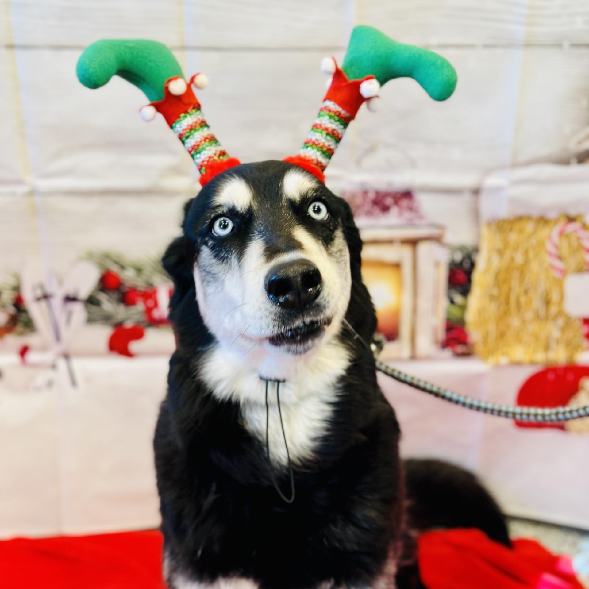 Roxy , ADOPTABLE, Adult Female Siberian Husky.