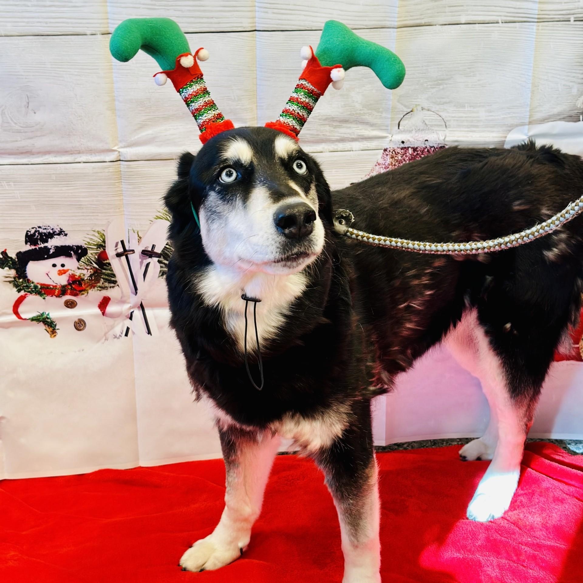 Enlarge Roxy , a ADOPTABLE mixed breed in Manahawkin, NJ image 2/5