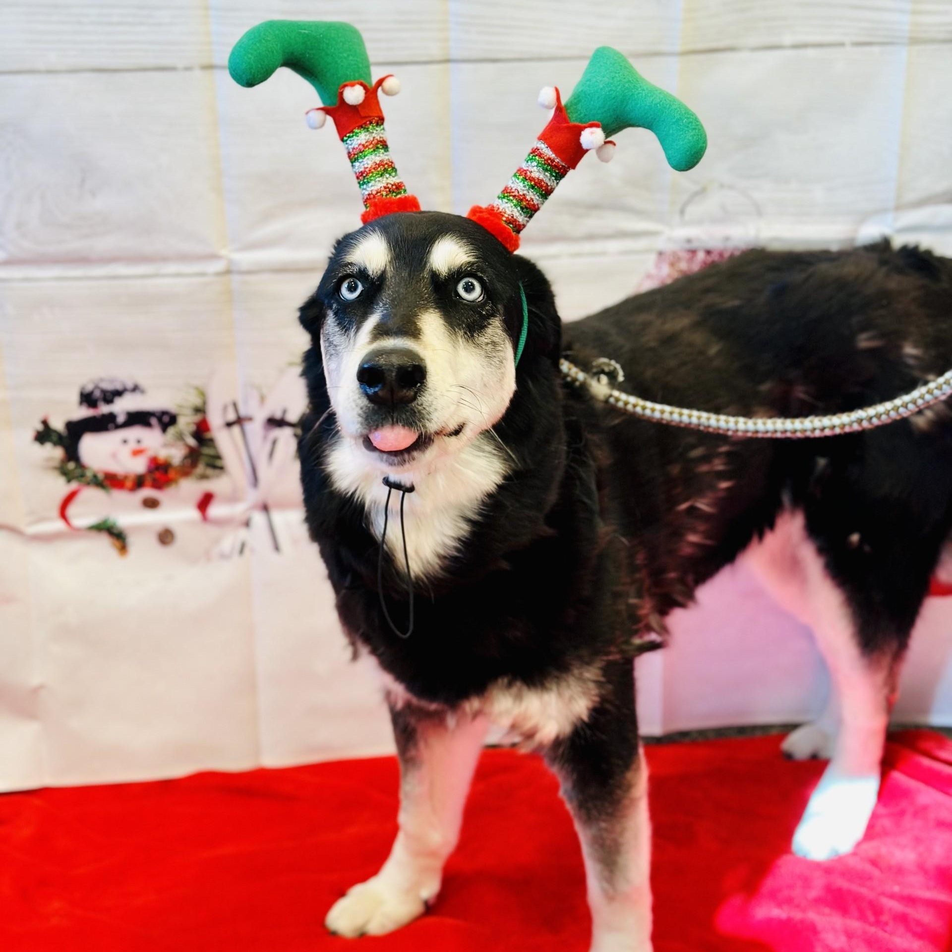 Enlarge Roxy , a ADOPTABLE mixed breed in Manahawkin, NJ image 3/5