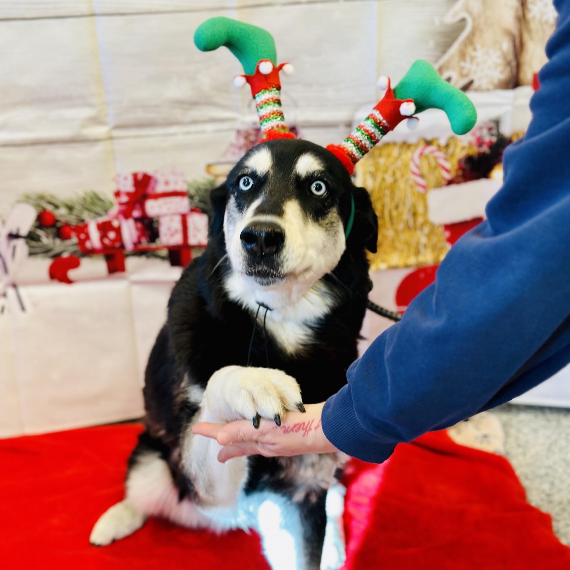 Enlarge Roxy , a ADOPTABLE mixed breed in Manahawkin, NJ image 4/5