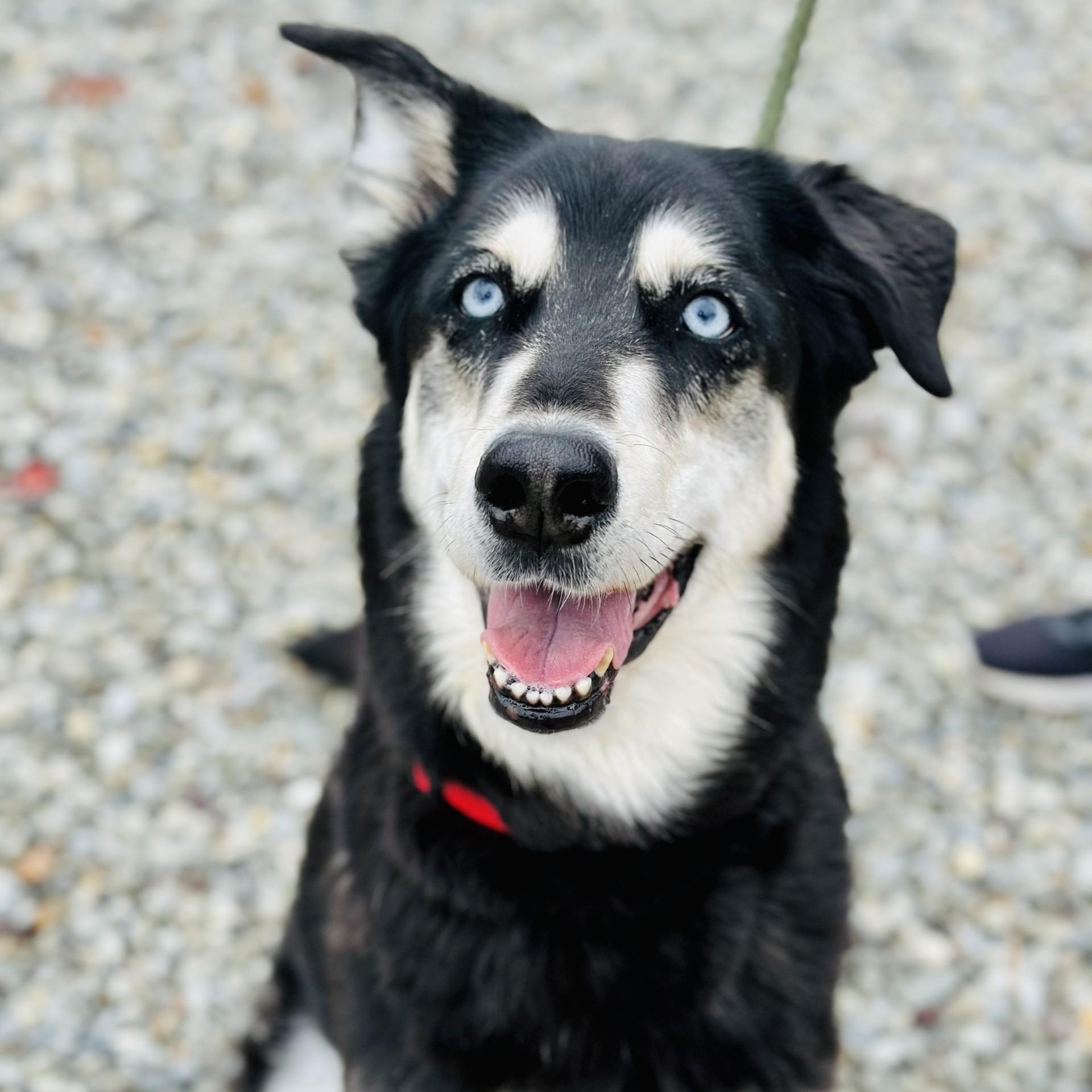Enlarge Roxy , a ADOPTABLE mixed breed in Manahawkin, NJ image 5/5