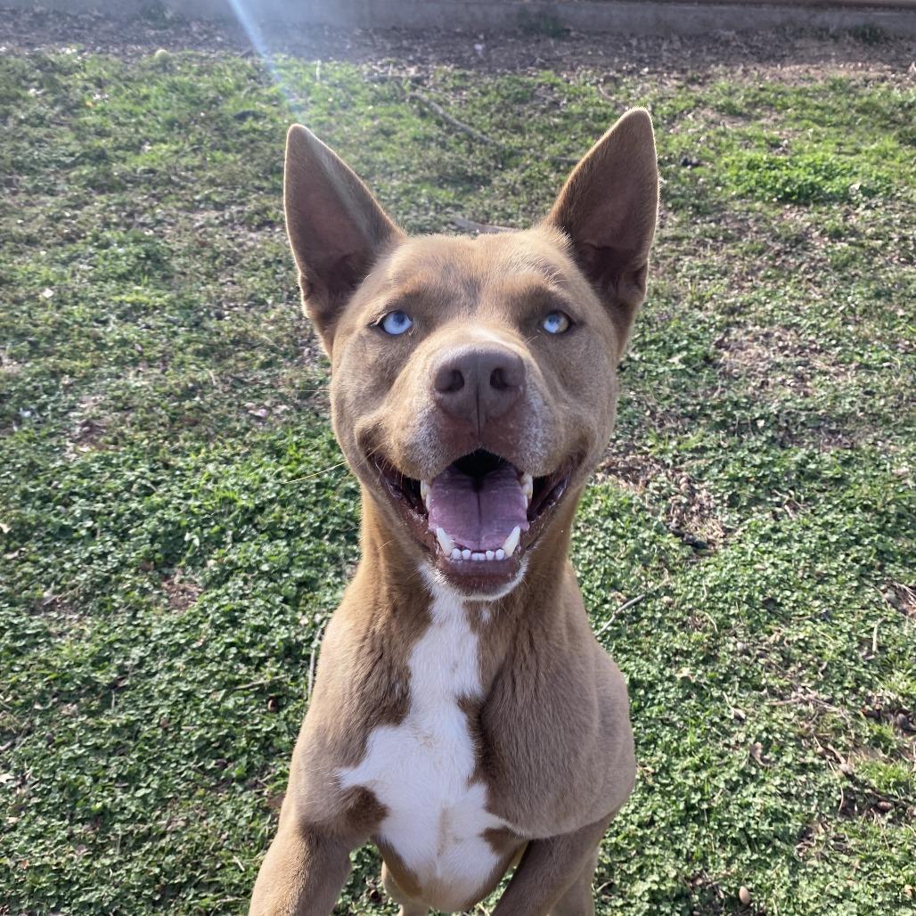 Rowley, Adoptable, Adult Male Husky & Pit Bull Terrier.