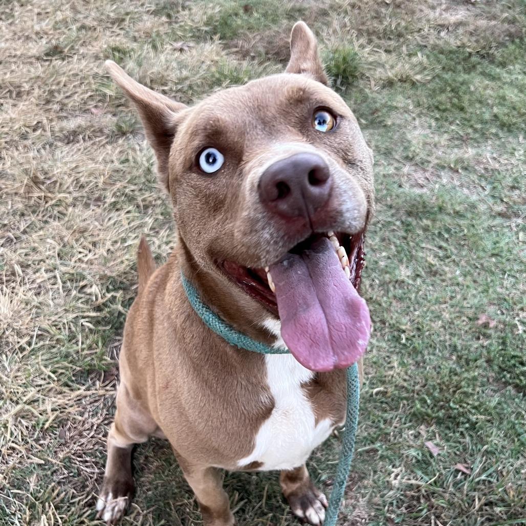Enlarge Rowley, a Adoptable mixed breed in Stillwater, OK image 2/4