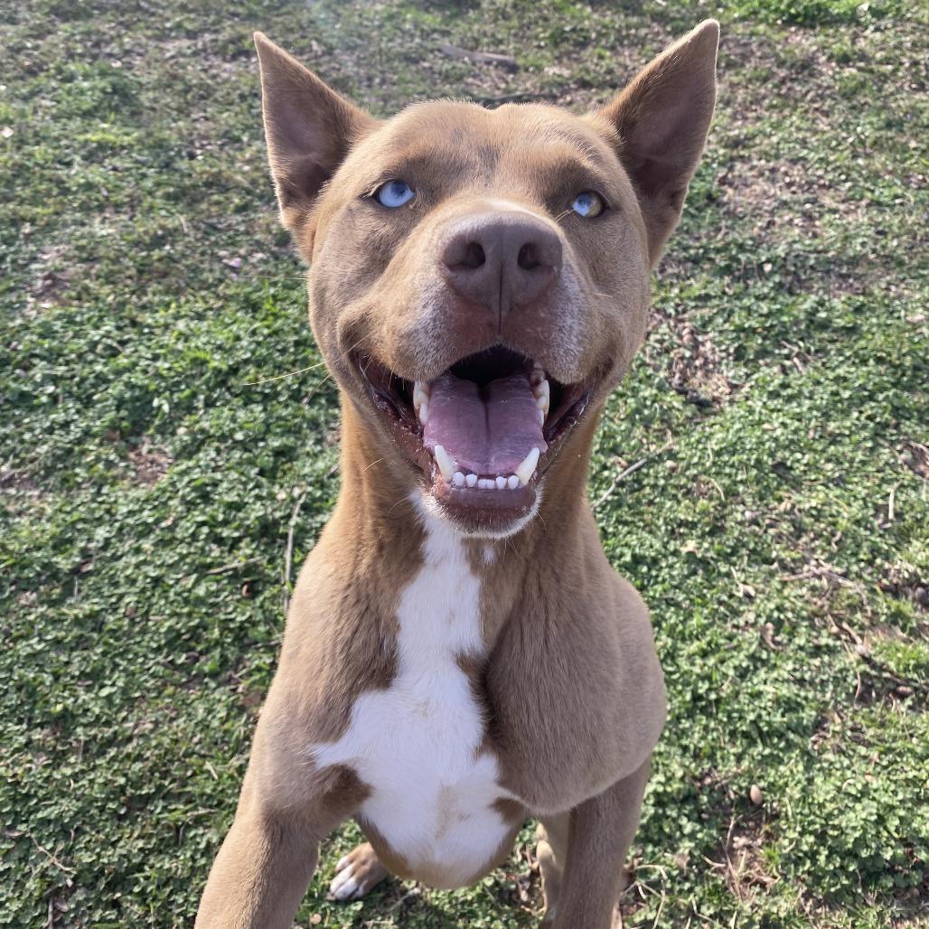 Enlarge Rowley, a Adoptable mixed breed in Stillwater, OK image 3/4