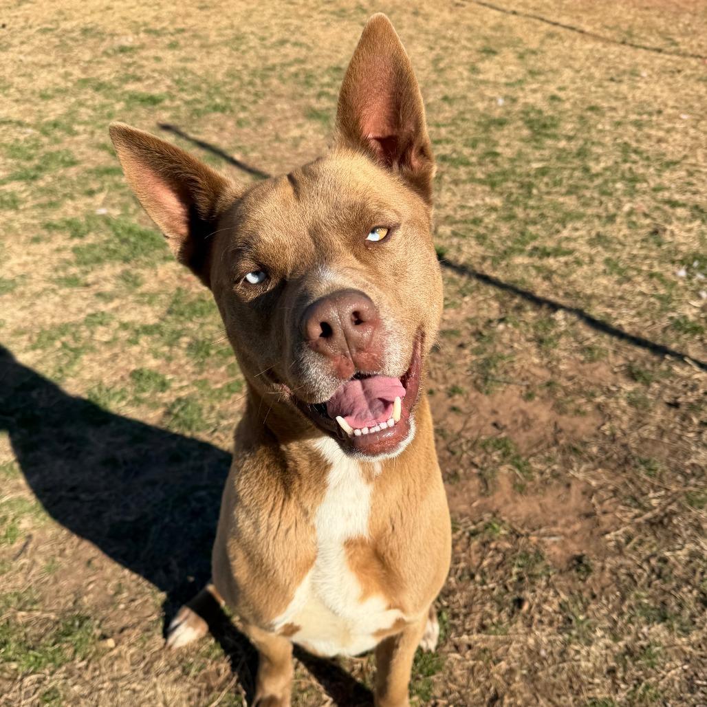 Enlarge Rowley, a Adoptable mixed breed in Stillwater, OK image 2/2