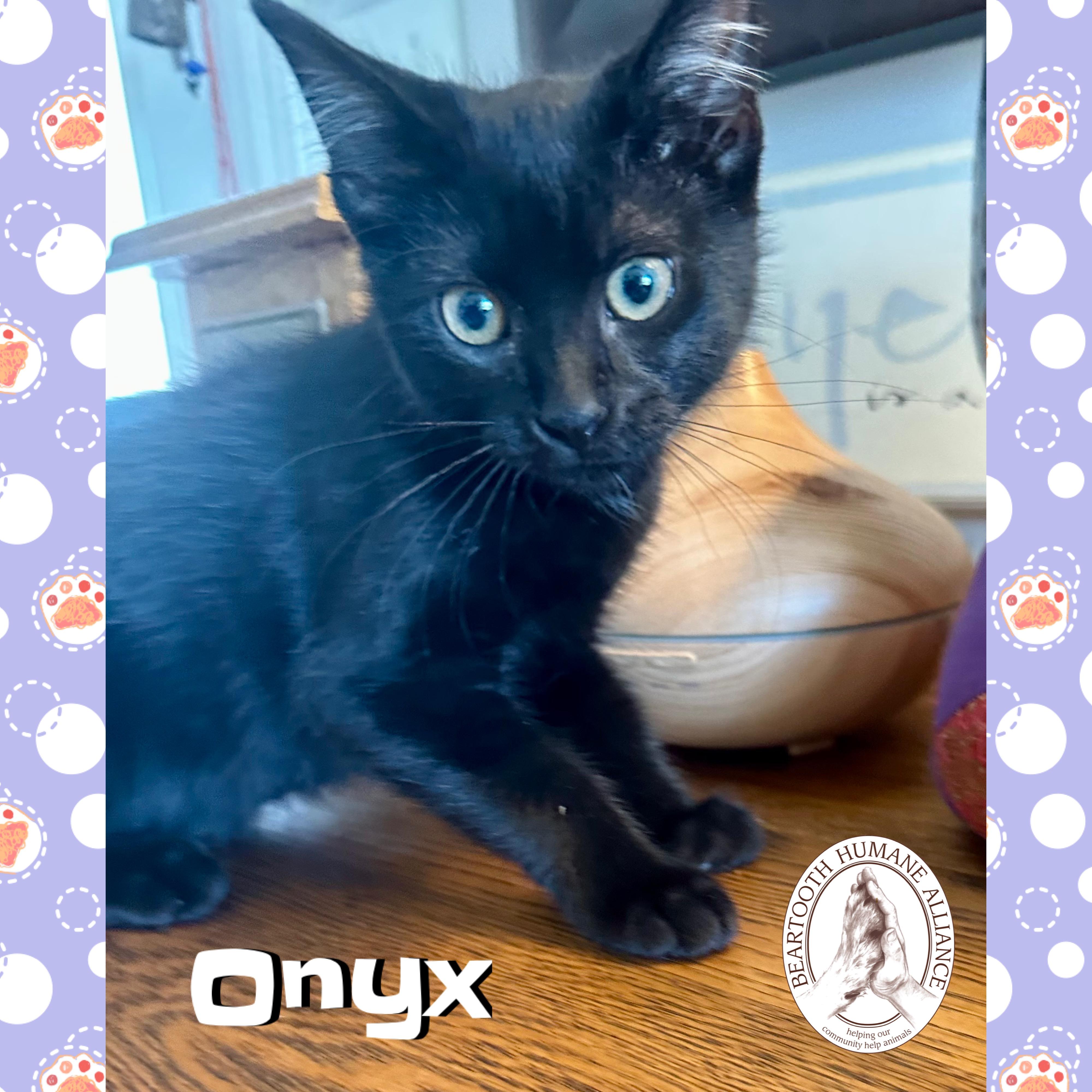 Onyx, an adoptable Domestic Medium Hair in Red Lodge, MT, 59068 | Photo Image 1