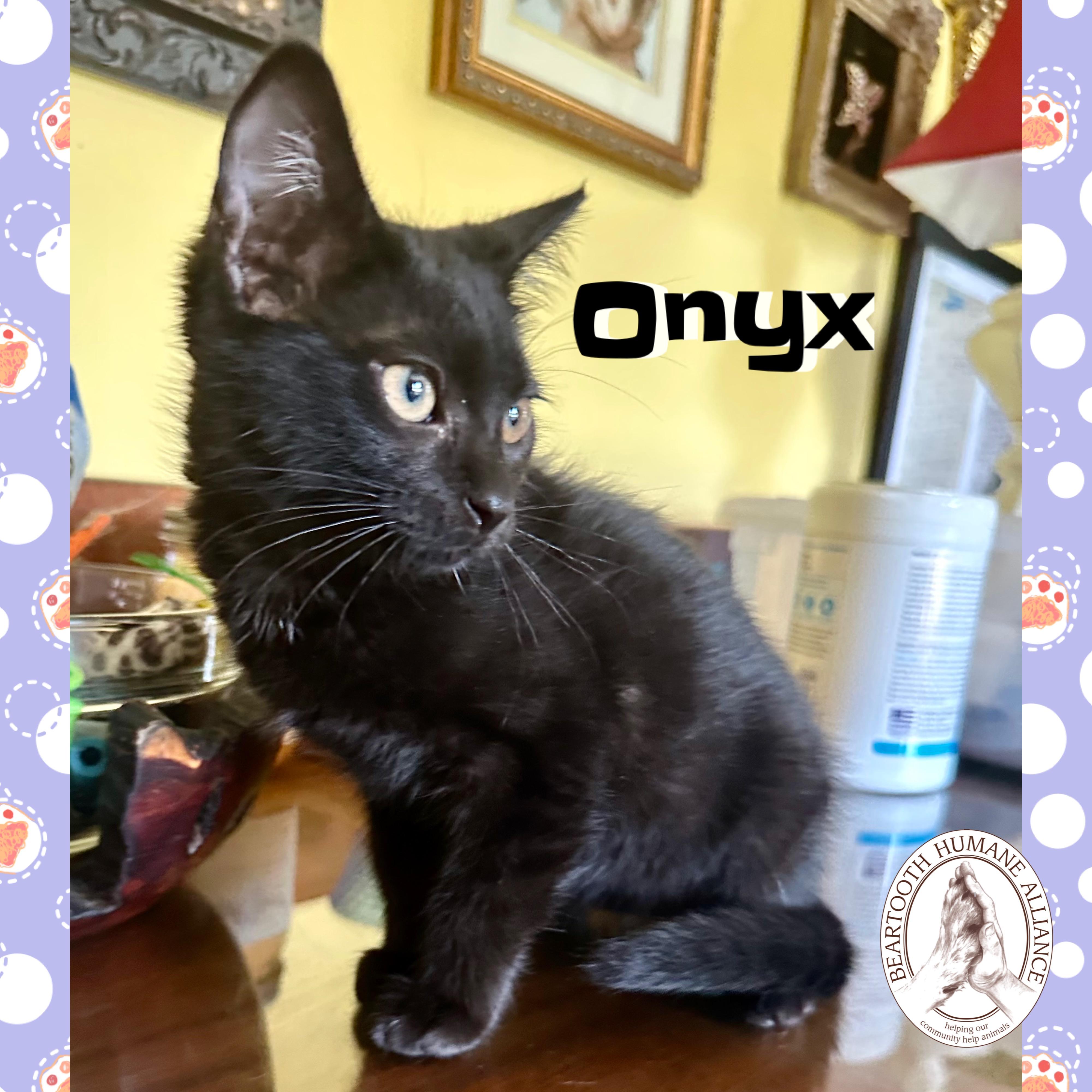 Onyx, an adoptable Domestic Medium Hair in Red Lodge, MT, 59068 | Photo Image 4