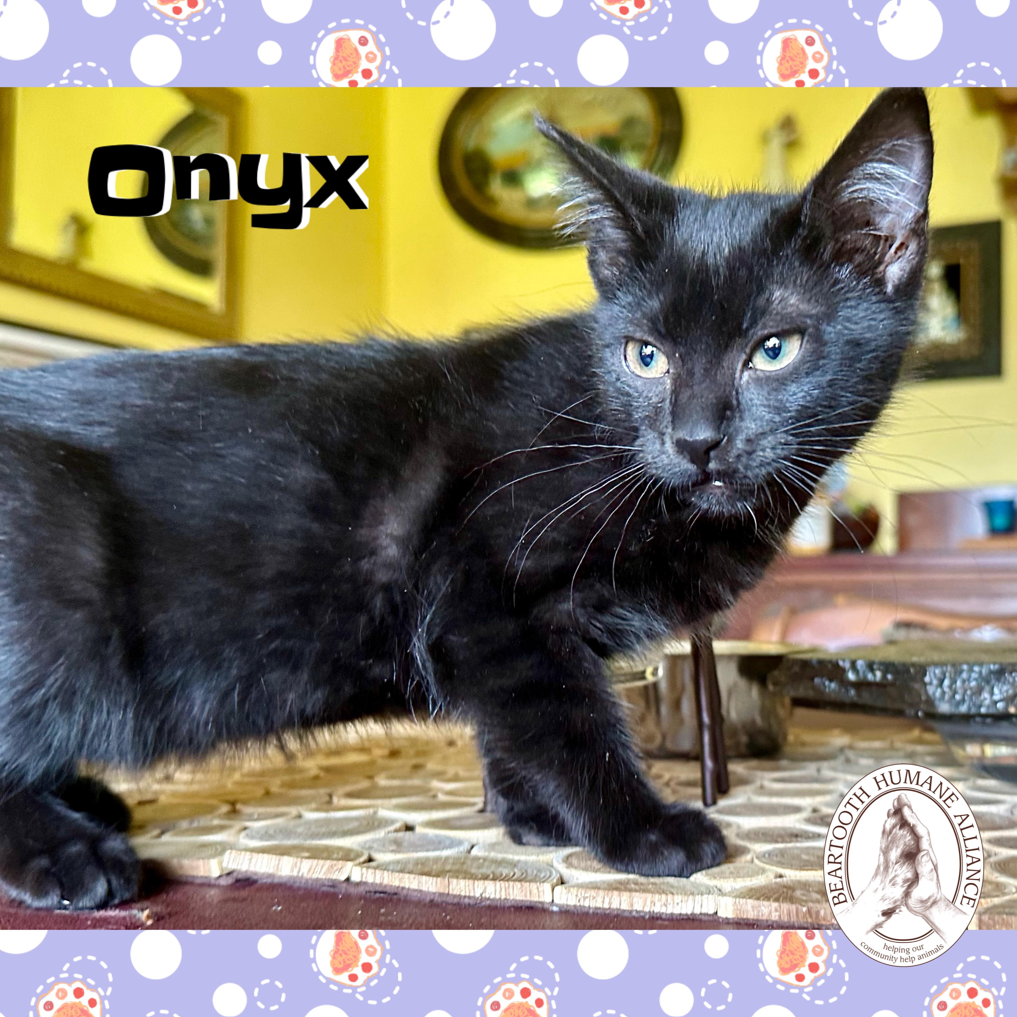 Onyx, an adoptable Domestic Medium Hair in Red Lodge, MT, 59068 | Photo Image 2