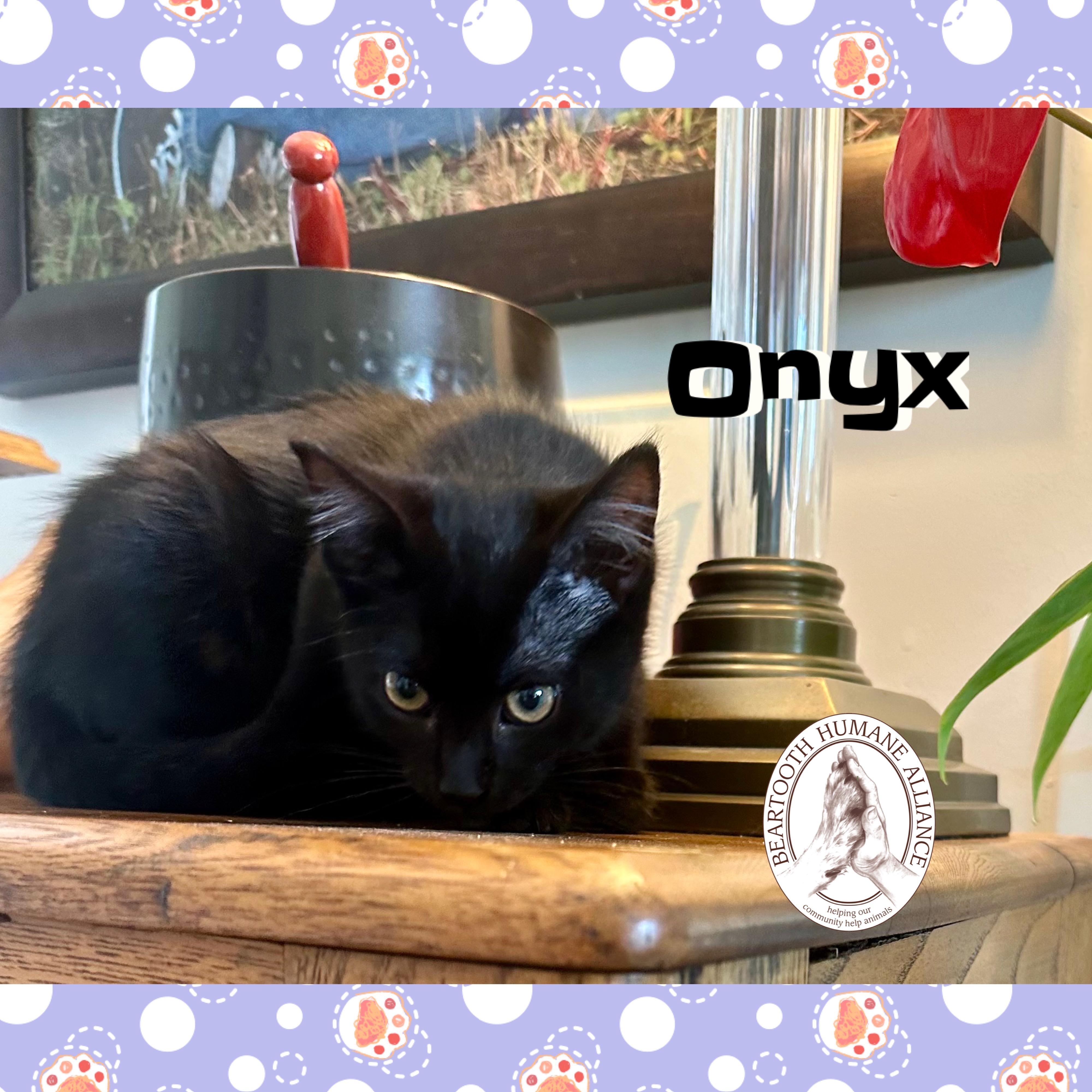 Onyx, an adoptable Domestic Medium Hair in Red Lodge, MT, 59068 | Photo Image 3