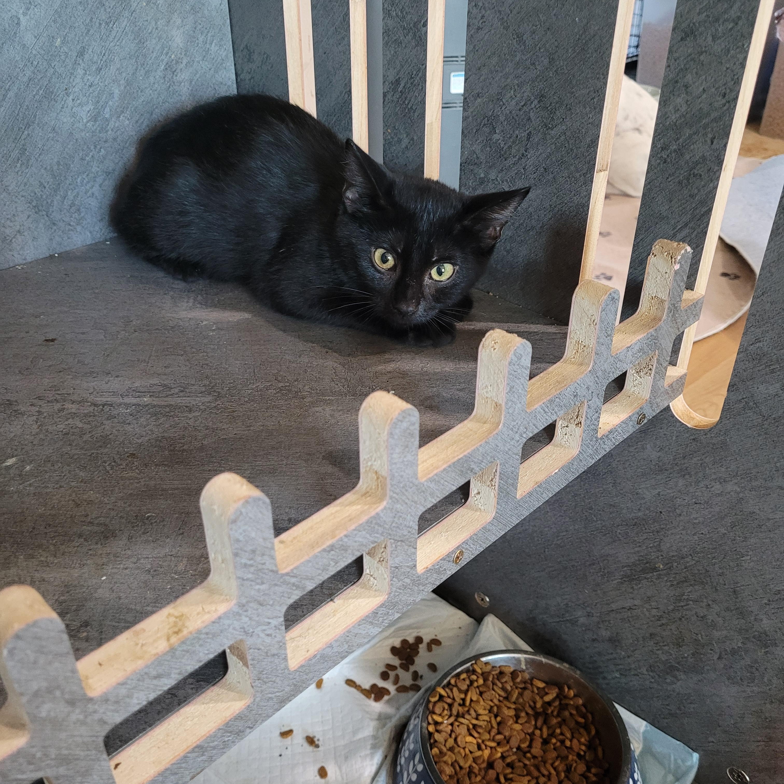 Molly, Adoptable, Kitten Female Domestic Short Hair.