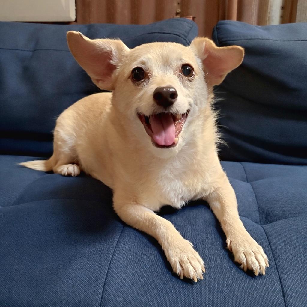 Archie, ADOPTABLE, Senior Male Terrier & Chihuahua.