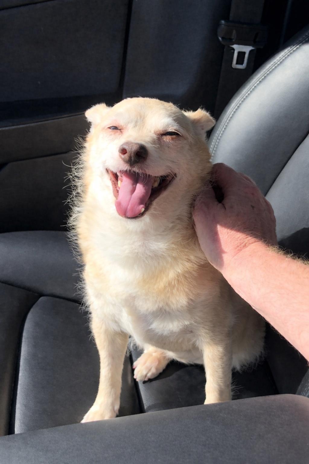 Enlarge Archie, a ADOPTABLE mixed breed in Temecula, CA image 2/6