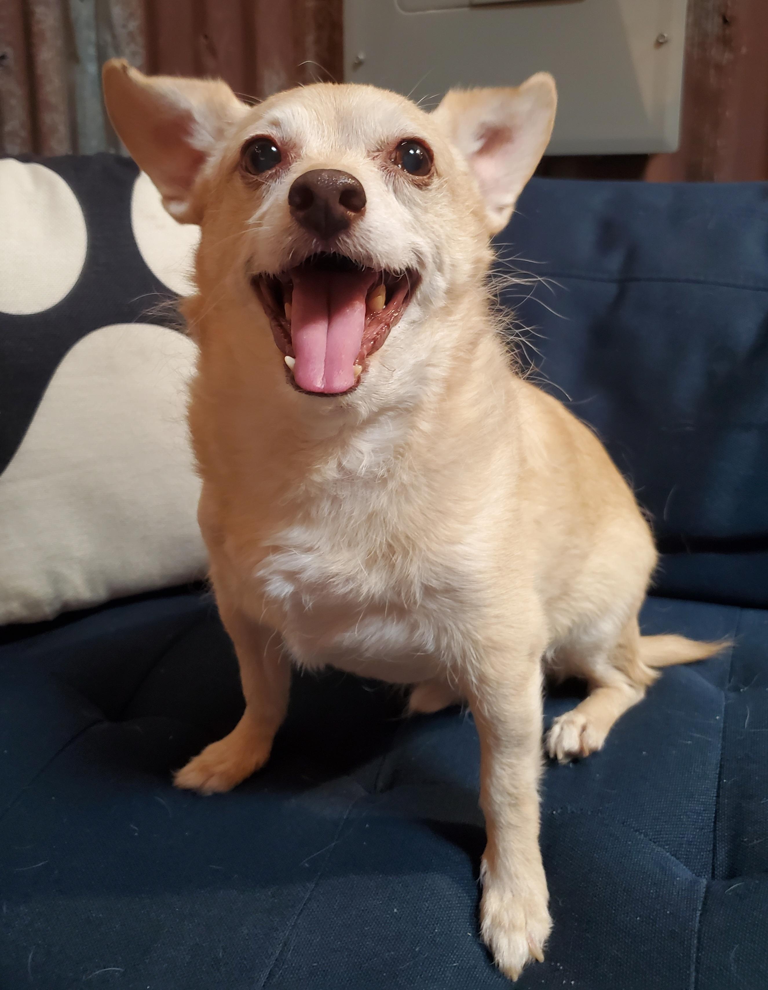 Archie, ADOPTABLE, Senior Male Terrier & Chihuahua.
