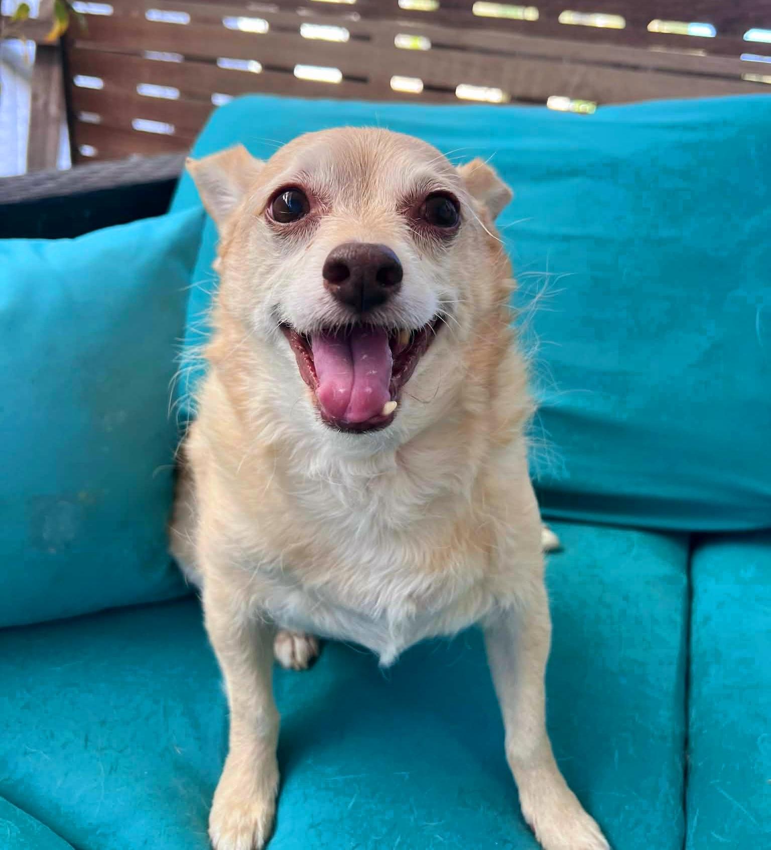 Enlarge Archie, a ADOPTABLE mixed breed in Temecula, CA image 4/6