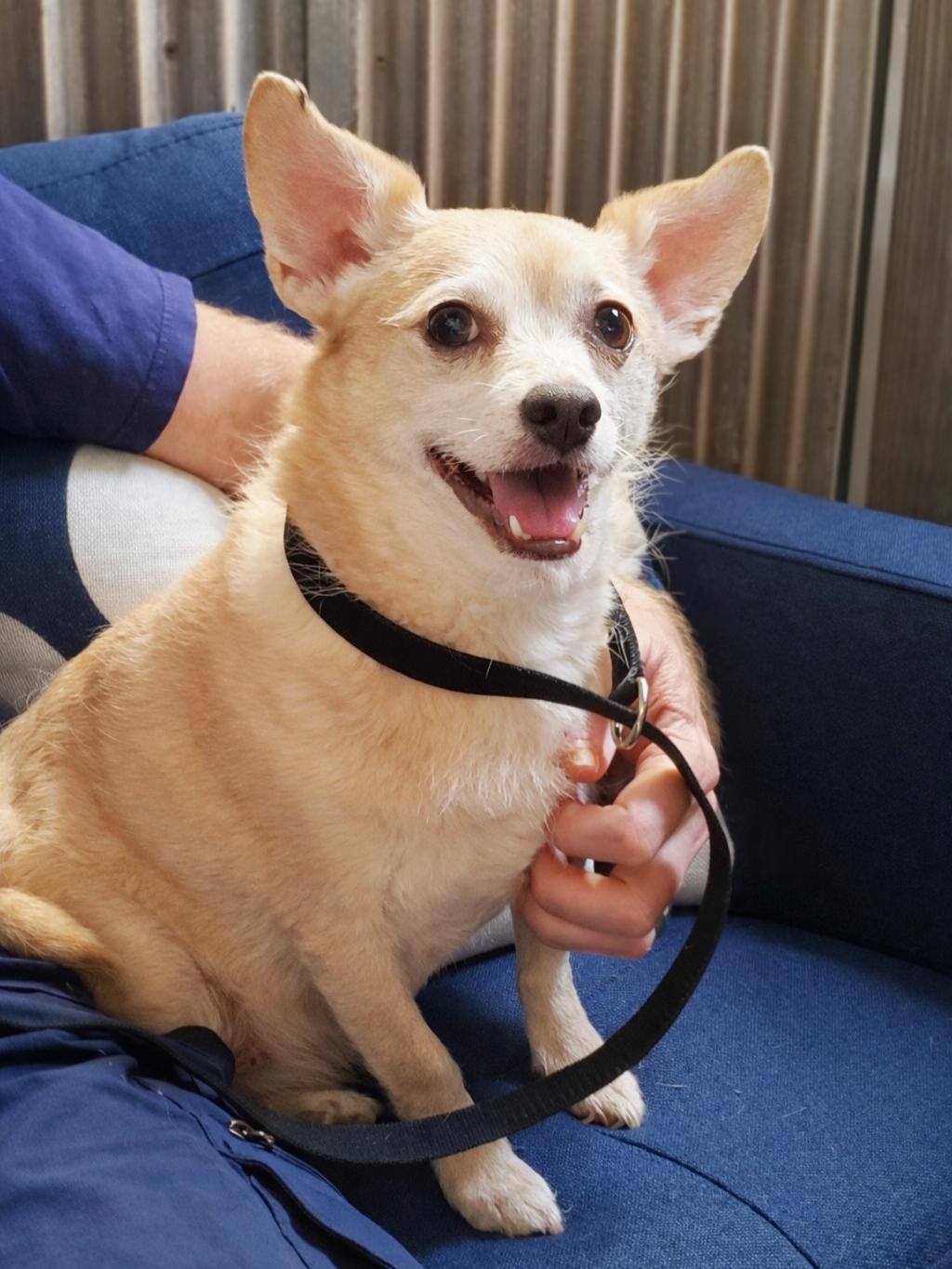 Enlarge Archie, a ADOPTABLE mixed breed in Temecula, CA image 6/6