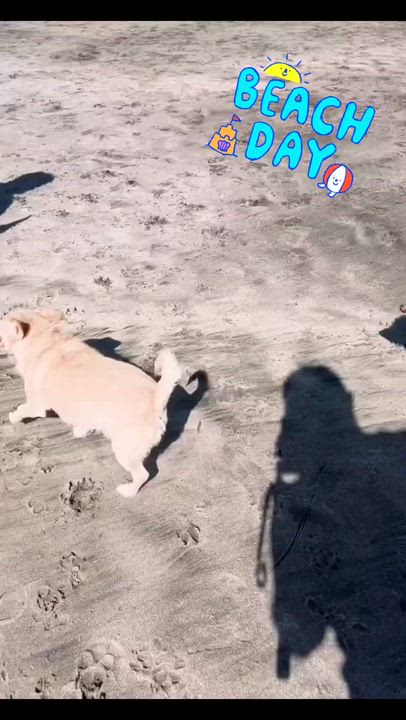 Enlarge Archie, a ADOPTABLE mixed breed in Temecula, CA video 5/6