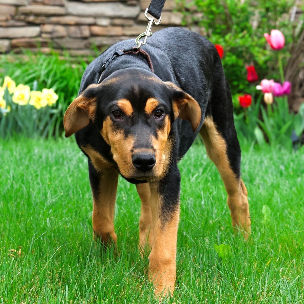 Frank, Adoptable, Young Male Mixed Breed.