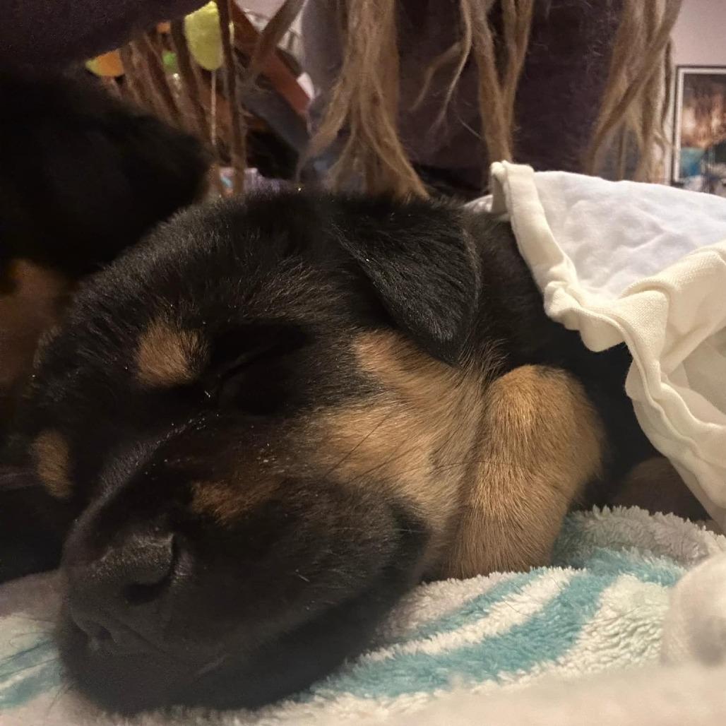 Enlarge Frank, a Adoptable mixed breed in Calgary, AB image 2/6