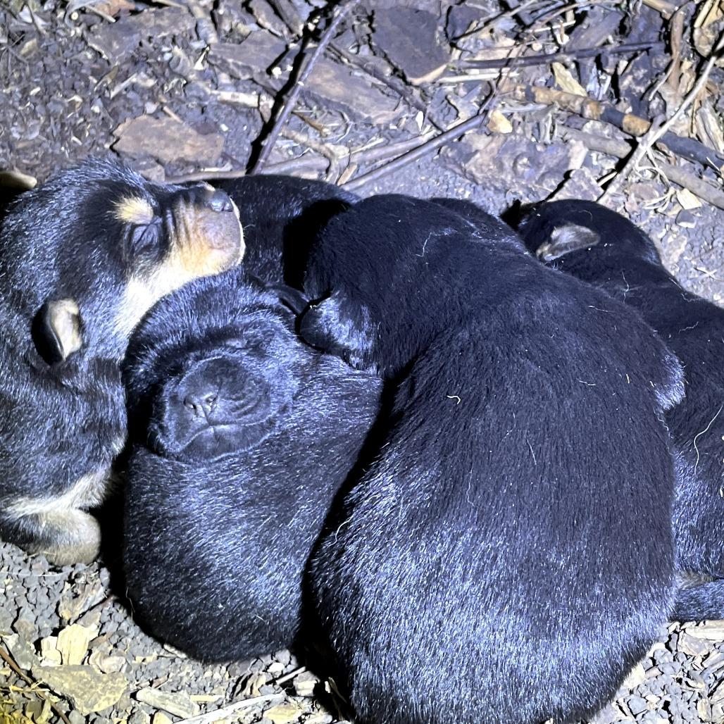 Enlarge Frank, a Adoptable mixed breed in Calgary, AB image 3/6