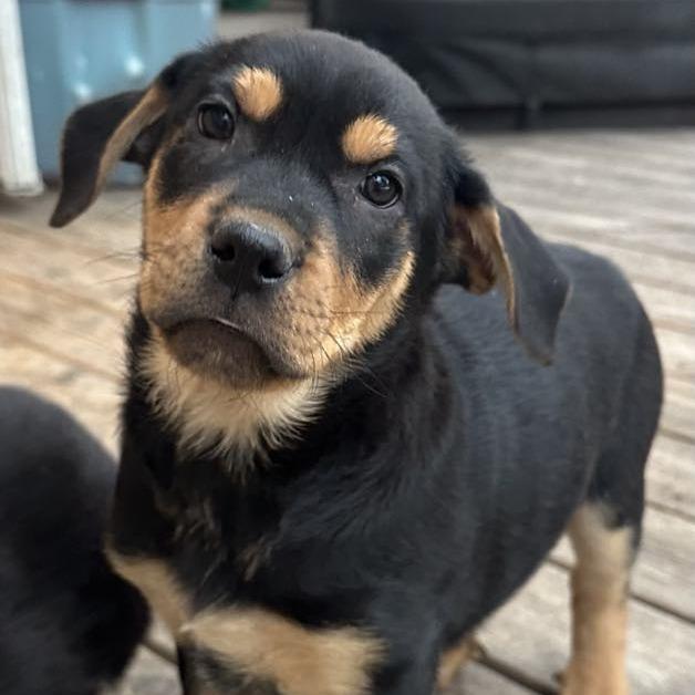 Enlarge Frank, a Adoptable mixed breed in Calgary, AB image 4/6