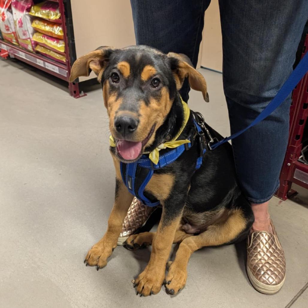 Enlarge Frank, a Adoptable mixed breed in Calgary, AB image 5/6