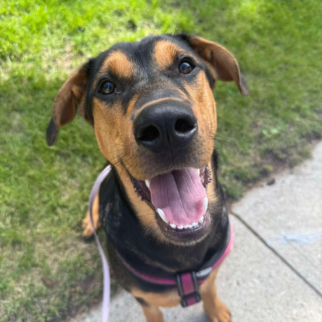 Enlarge Frank, a Adoptable mixed breed in Calgary, AB image 6/6