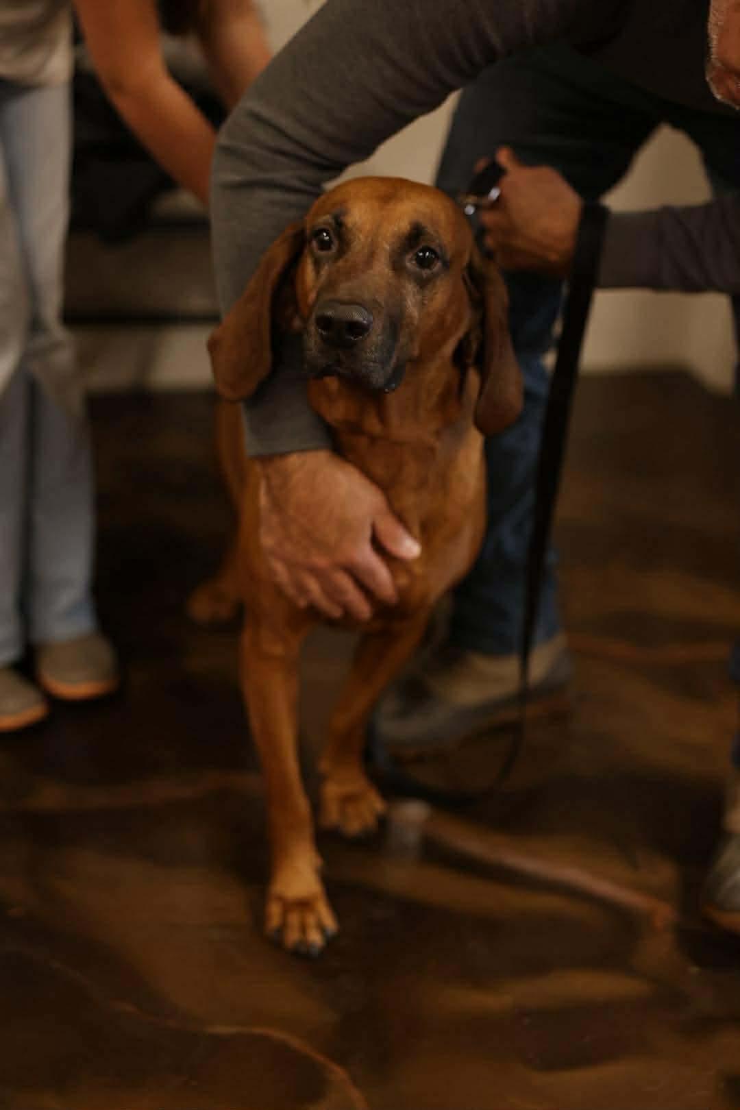 Aaron, a hold mixed breed in Westwood, NJ image 6/6