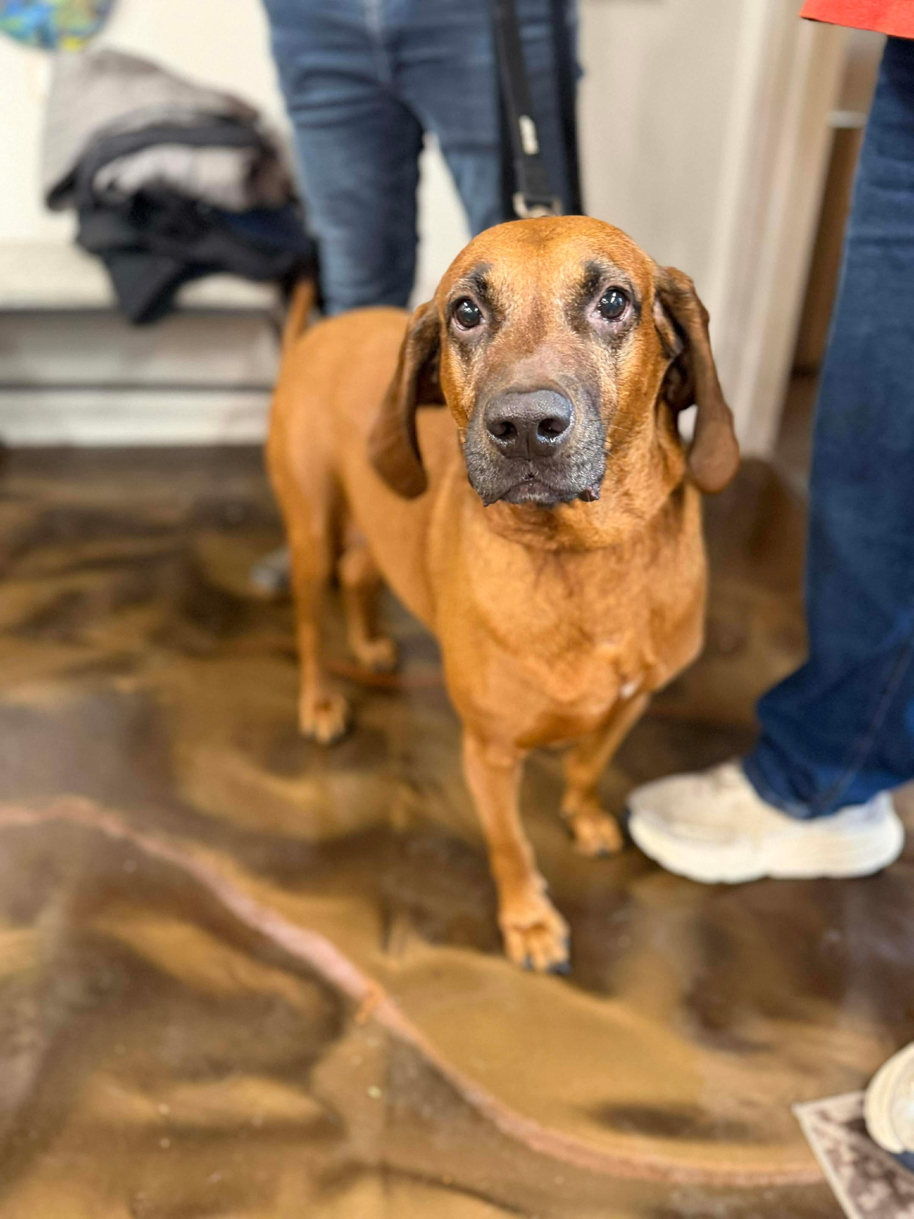 Aaron, a hold mixed breed in Westwood, NJ image 5/6