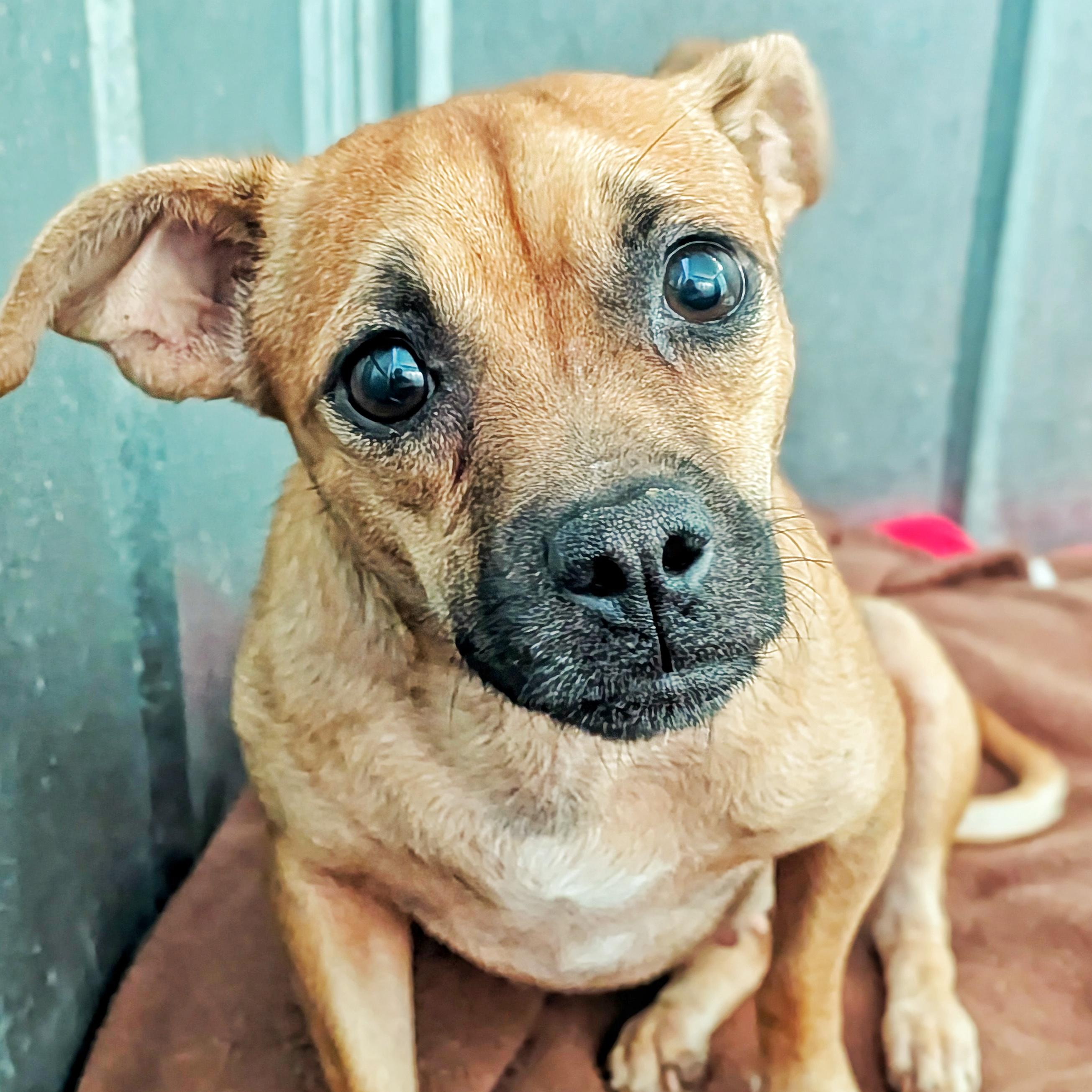 Enlarge Tropicana, a ADOPTABLE mixed breed in Eustis, FL image 1/1