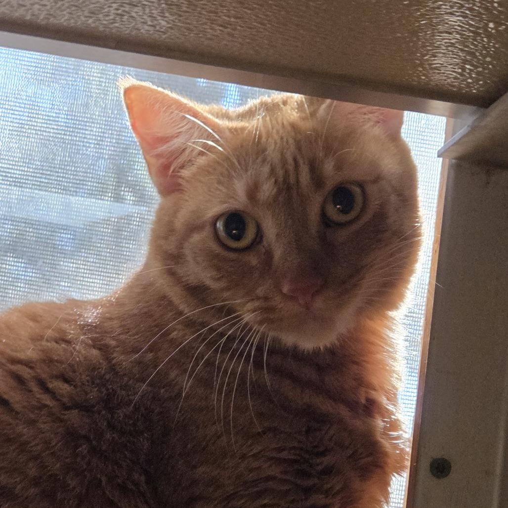 Nikki, Adoptable, Adult Female Domestic Short Hair.